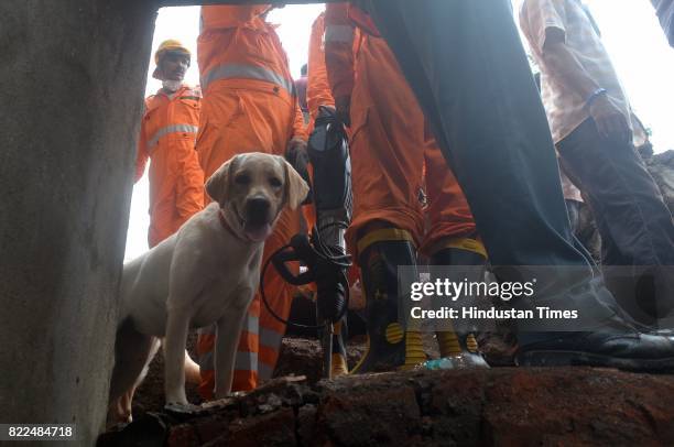 Sniffer dog at the sight where the building Sai Darshan Apartment collapsed at Ghatkopar East on July 25, 2017 in Mumbai, India. 12 people have died...