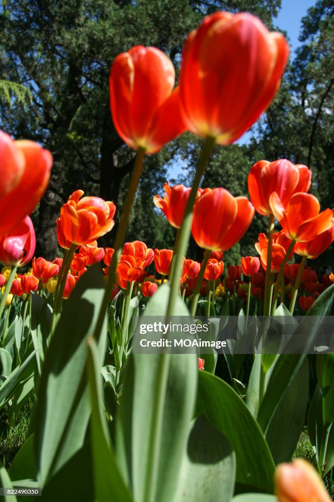 Tulips