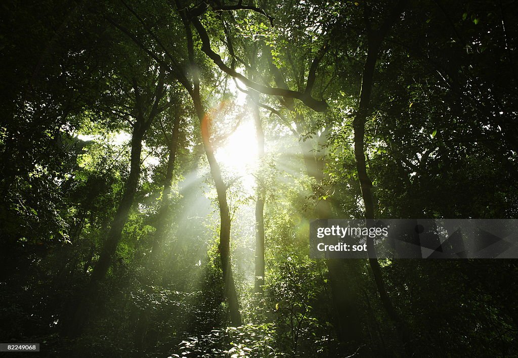 The light coming through the forest.