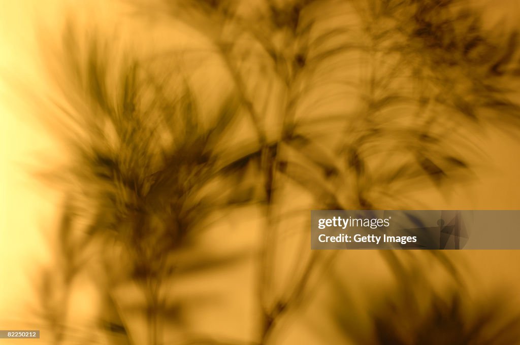 Oleander plant shadow, with movement, on wall