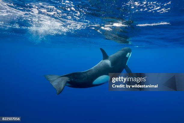 orca swimming towards the surface to breath. image was taken in the pacific ocean way off the east coast of the north island of new zealand. - killer whale stock pictures, royalty-free photos & images