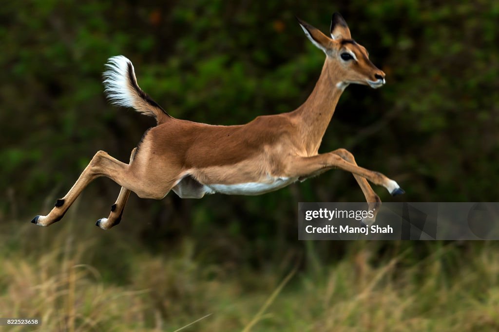 Female impala running