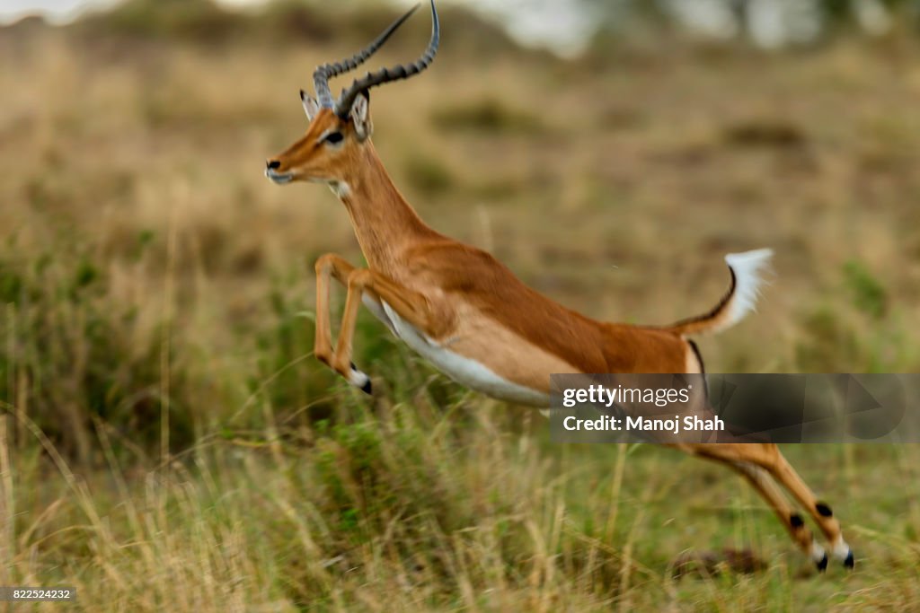 Male impala running