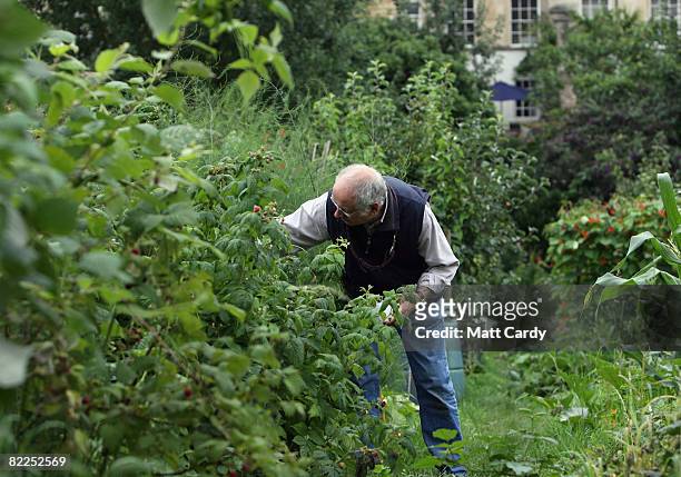 Richard Le Fevre picks a berry he has grown on his plot on a allotment site in Bath on August 11 2008 in Somerset, England. According to the National...