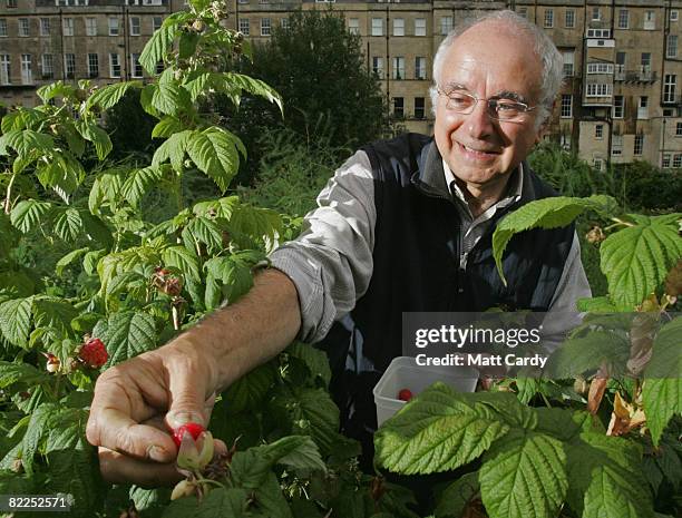 Richard Le Fevre picks a berry he has grown on his plot on a allotment site in Bath on August 11 2008 in Somerset, England. According to the National...