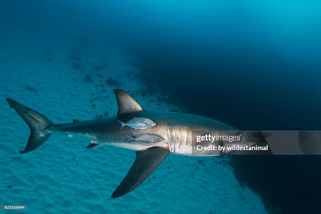 Great white shark swimming near the sandy bottom with some jacks swimming along side of it, North Neptune Islands group, South Australia.