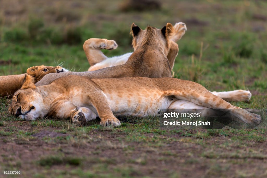 Lioness sleeping