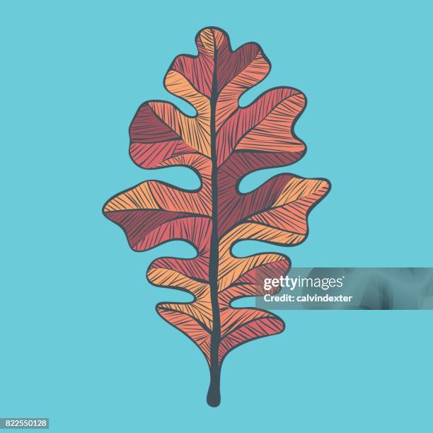 oak tree leaf - oak leaf stock illustrations