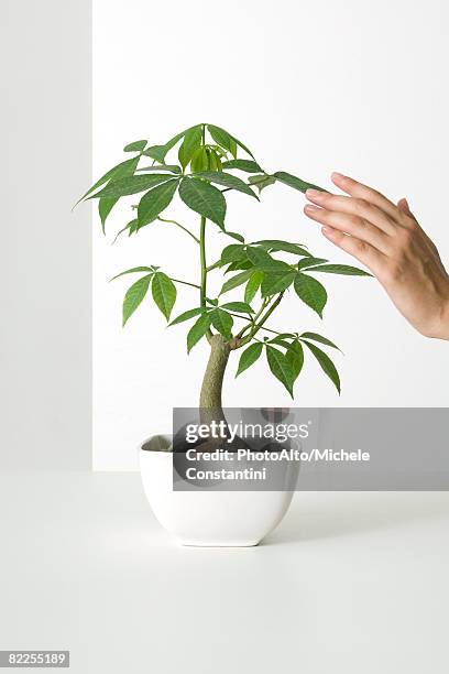 hand touching potted silk floss tree - ceiba speciosa stock pictures, royalty-free photos & images