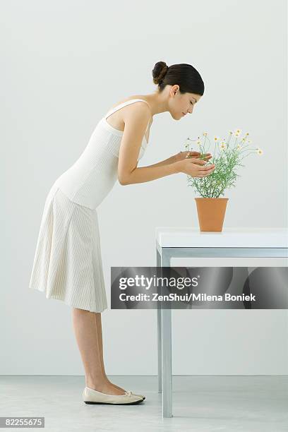woman smelling potted chamomile plant, eyes closed, side view - vornüber beugen stock-fotos und bilder