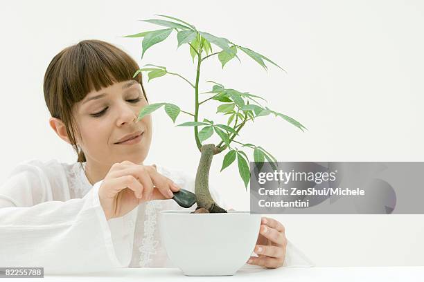 woman placing stones around base of potted plant - ceiba speciosa stock pictures, royalty-free photos & images
