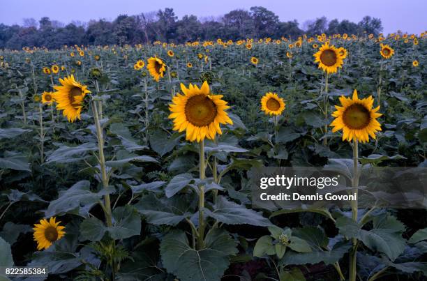 sunflower field - プールズヴィル ストックフォトと画像