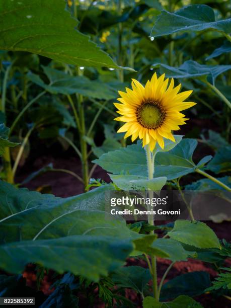 the lonely sunflower - プールズヴィル ストックフォトと画像