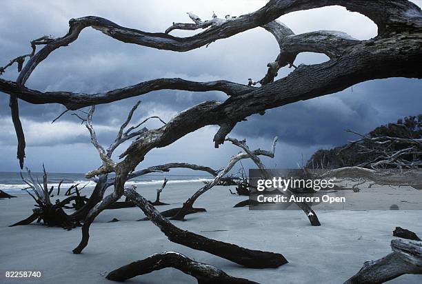 a morning summer storm darkens the sky at the bone yard of gnarled and twisted trees. these trees bare and bleached white from t - driftwood stock pictures, royalty-free photos & images