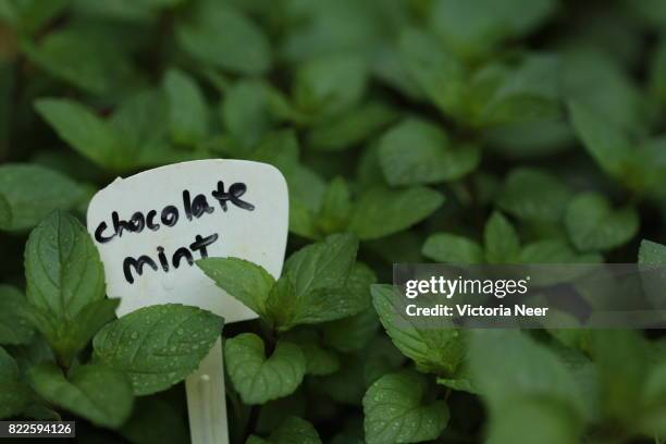 chocolate mint leaves in the herb garden - chocolate drizzle stock pictures, royalty-free photos & images