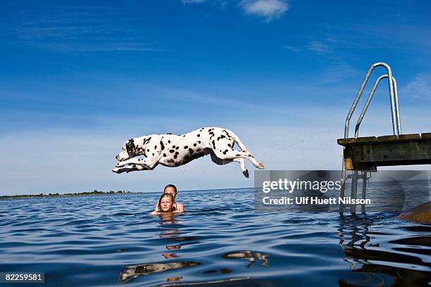 Dog jumping into the water and girls swimming Oland Sweden.
