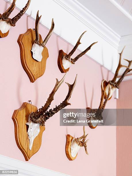 deer horns on a wall. - jagdtrophäe stock-fotos und bilder