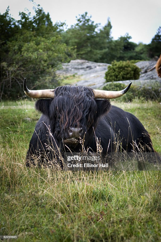 Highland cattle Sweden.