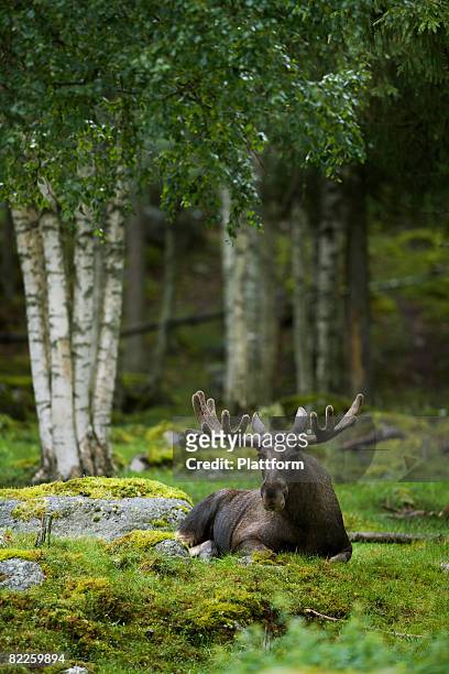 a moose laying down sweden. - alce stockfoto's en -beelden