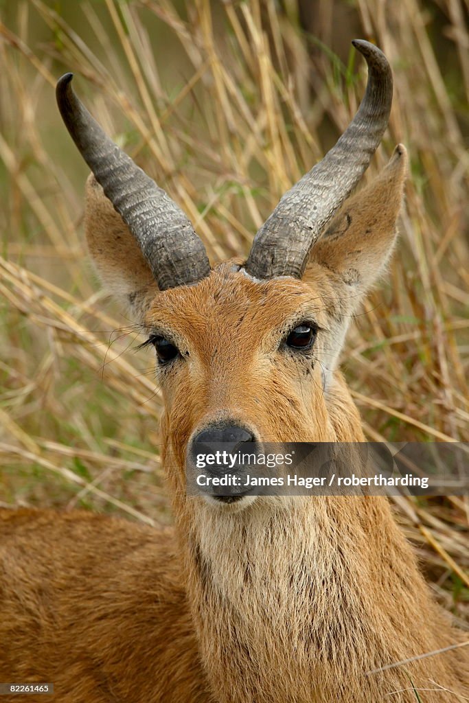 Male Bohor reedbuck (Redunca redunca), Masai Mara National Reserve, Kenya, East Africa, Africa