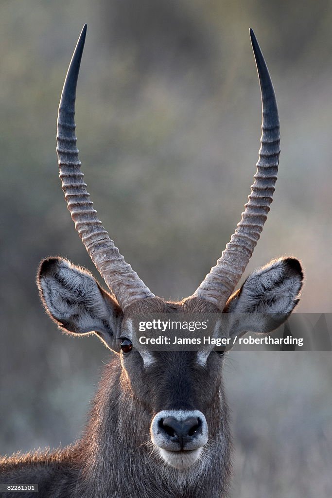 Male common waterbuck (Ellipsen waterbuck) (Kobus ellipsiprymnus ellipsiprymnus), Samburu National Reserve, Kenya, East Africa, Africa