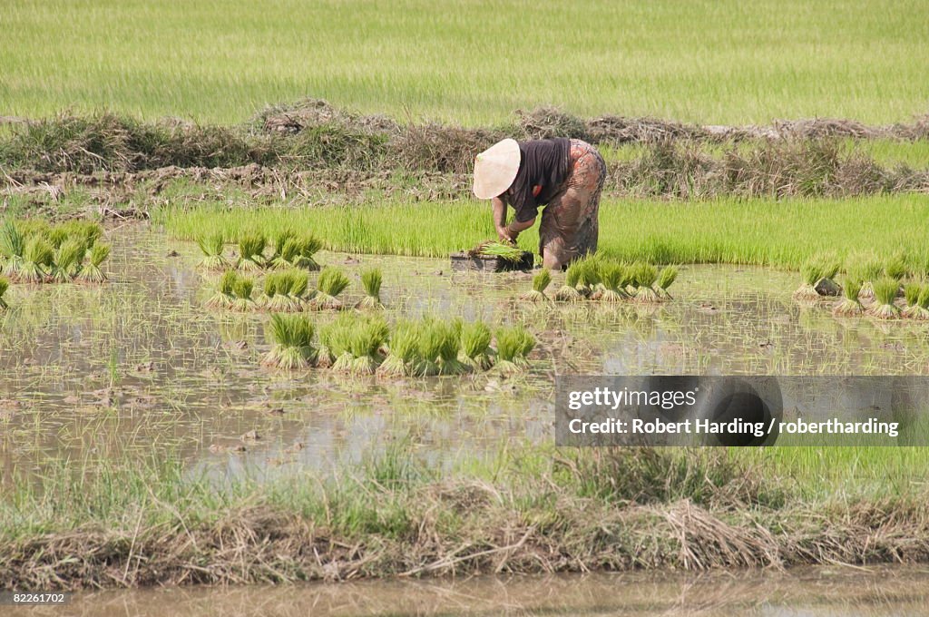 Planting rice, near Vientiane, Laos, Indochina, Southeast Asia, Asia