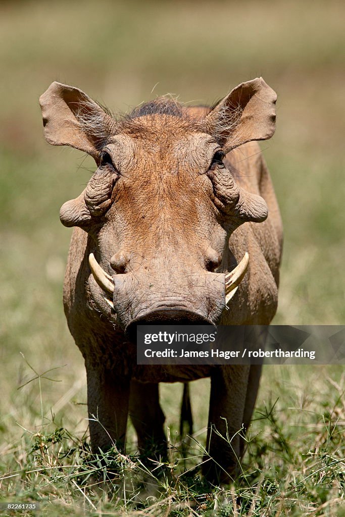 Warthog (Phacochoerus aethiopicus), Samburu National Reserve, Kenya, East Africa, Africa