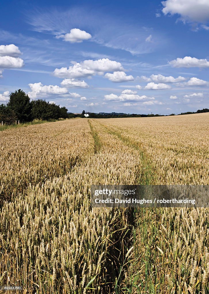 Farmland of cornfield ripening, England, United Kingdom, Europe