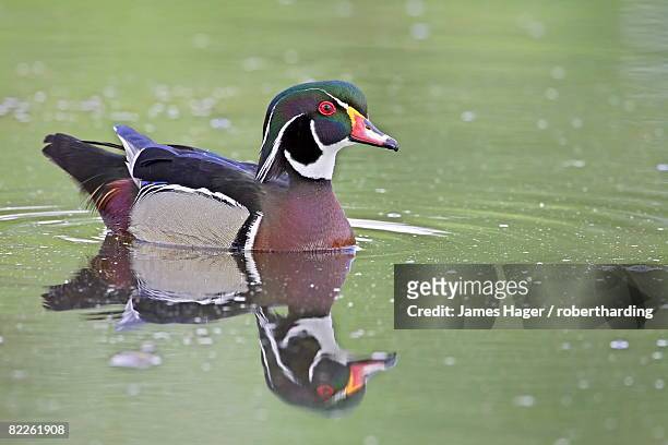 male wood duck (aix sponsa) swimming, belmar historic park, lakewood, colorado, united states of america, north america - sponsa stock pictures, royalty-free photos & images