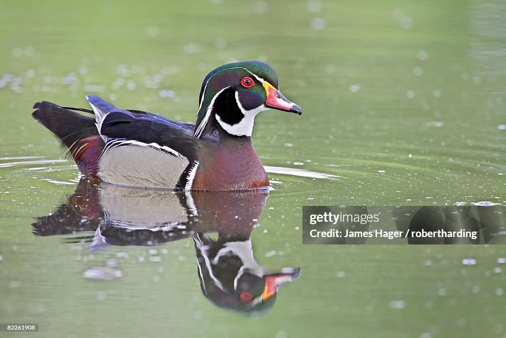 Male wood duck (Aix sponsa) swimming, Belmar Historic Park, Lakewood, Colorado, United States of America, North America