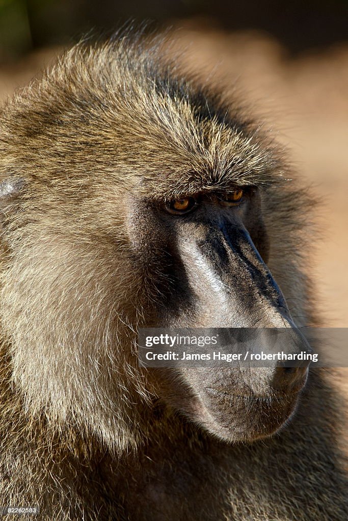 Olive baboon (Papio cynocephalus anubis), Samburu National Reserve, Kenya, East Africa, Africa