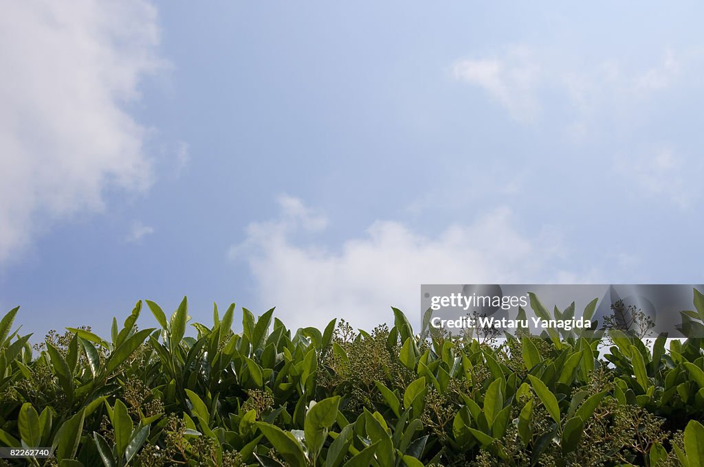 Buds and young leaves against blue sky