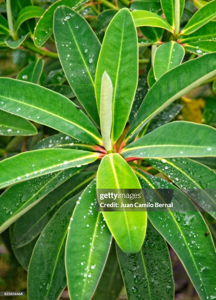 Close-up of plant leaves with water droplets early in the morning