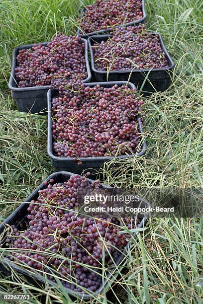 grapes that have just been picked - heidi coppock beard 個照片及圖片檔