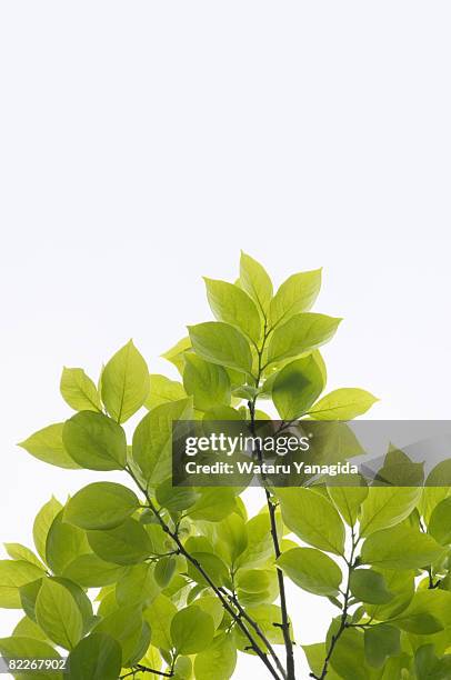 young leaves of persimmon tree - amerikanische kakipflaume stock-fotos und bilder