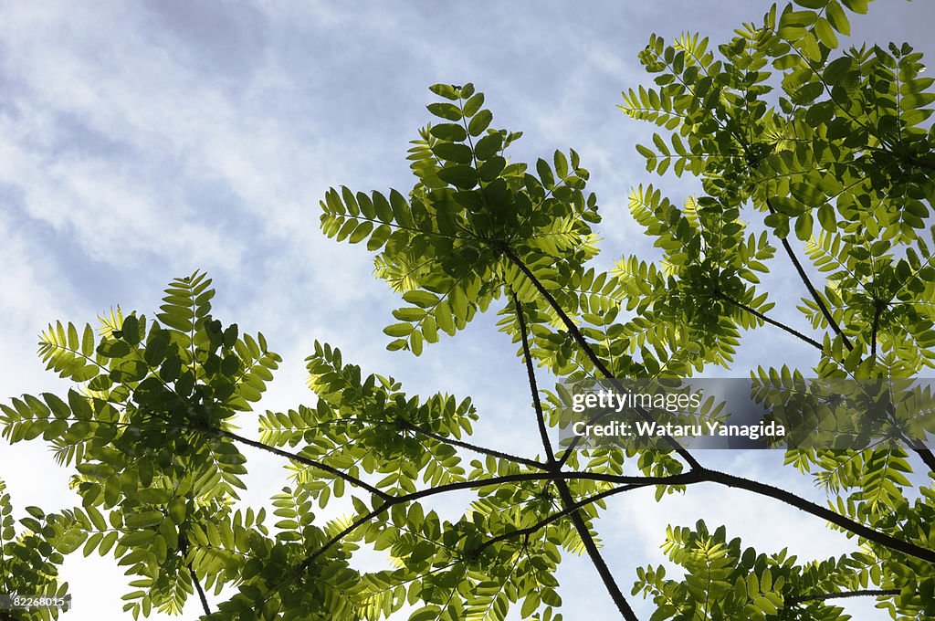 Young sumac leaves against blue sky