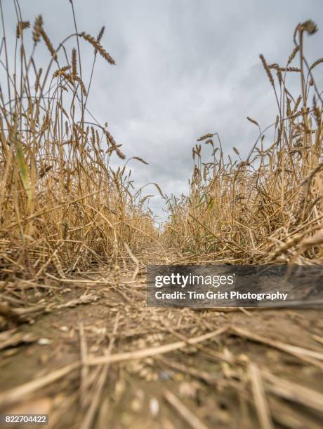 close up of wheat growing in an essex field - low angle view of wheat growing on field against sky fotografías e imágenes de stock