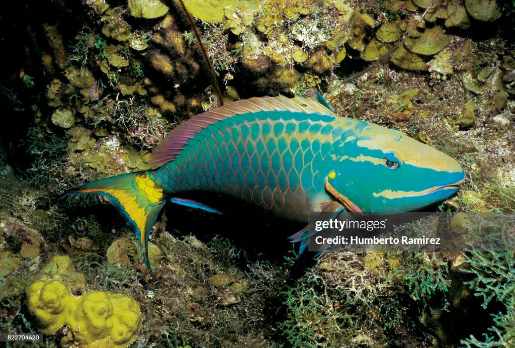 Stoplight Parrotfish(terminal phase).