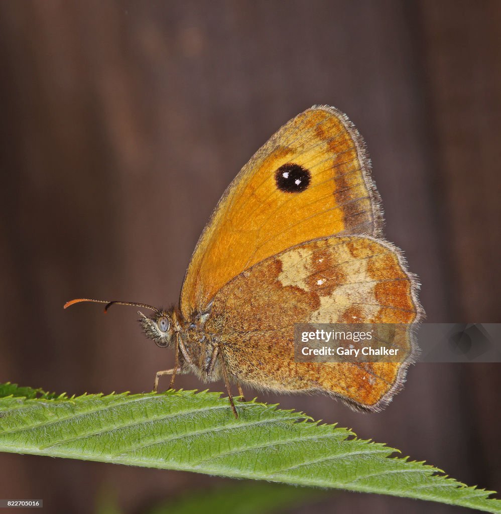 Gatekeeper [Pyronia tithonus] butterfly