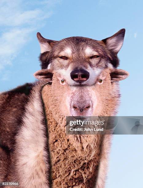 a sheep in wolf's clothing  - wolf sheep stock pictures, royalty-free photos & images