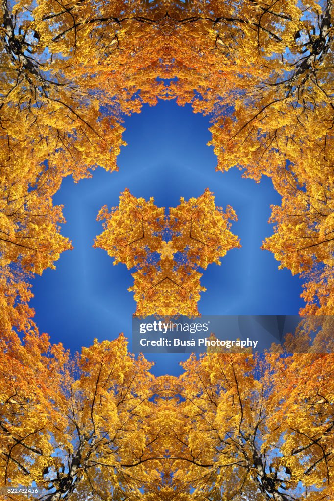 Abstract image: kaleidoscopic image of orange leaves on tree branches in Autumn