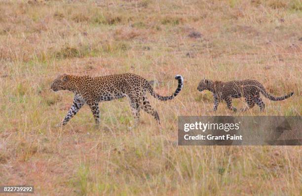 mother leopard and cub hunting. - leopard cub stock pictures, royalty-free photos & images