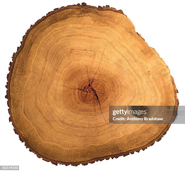 Tree Slicer Example 188 Timber Slice Stock Photos, High-Res Pictures, and Images - Getty Images