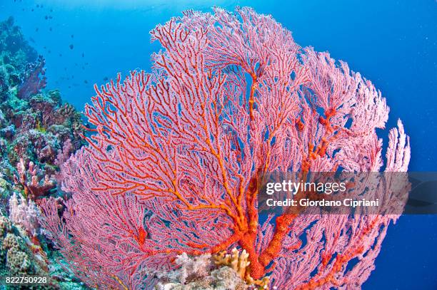 the underwater world of micronesia, oceania. - soft coral stockfoto's en -beelden