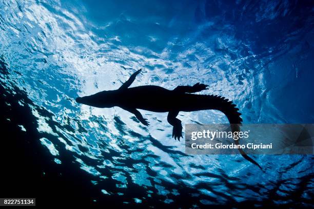 the underwater world of micronesia, oceania. - crocodylus porosus stock pictures, royalty-free photos & images