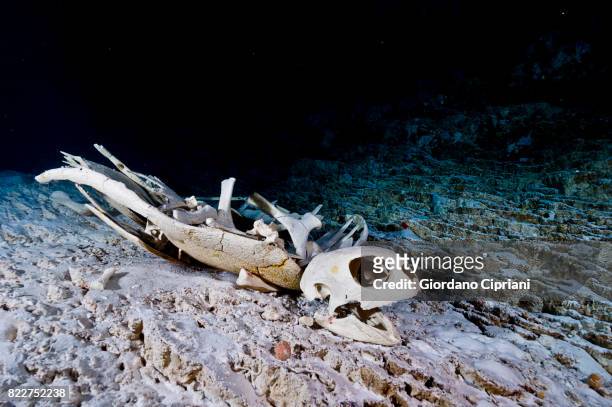 the underwater world of micronesia, oceania. - animal skeleton stock pictures, royalty-free photos & images