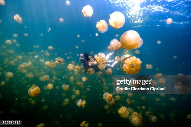 the underwater world of micronesia, oceania. - palau photos et images de collection