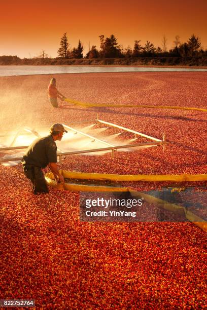 landarbeiter in cranberry bog ernte feld marsh in wisconsin, usa - cranberry harvest stock-fotos und bilder