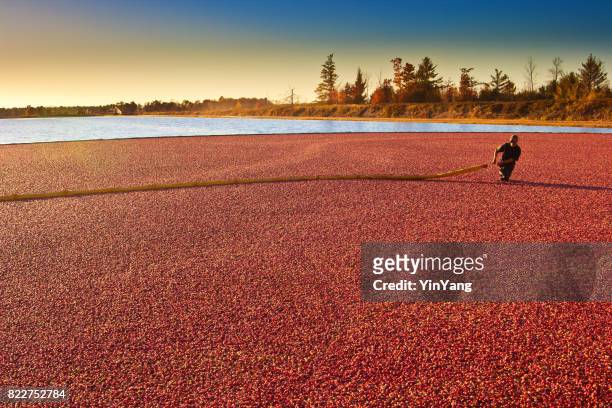 landarbeiter in cranberry bog ernte feld marsh in wisconsin, usa - cranberry harvest stock-fotos und bilder