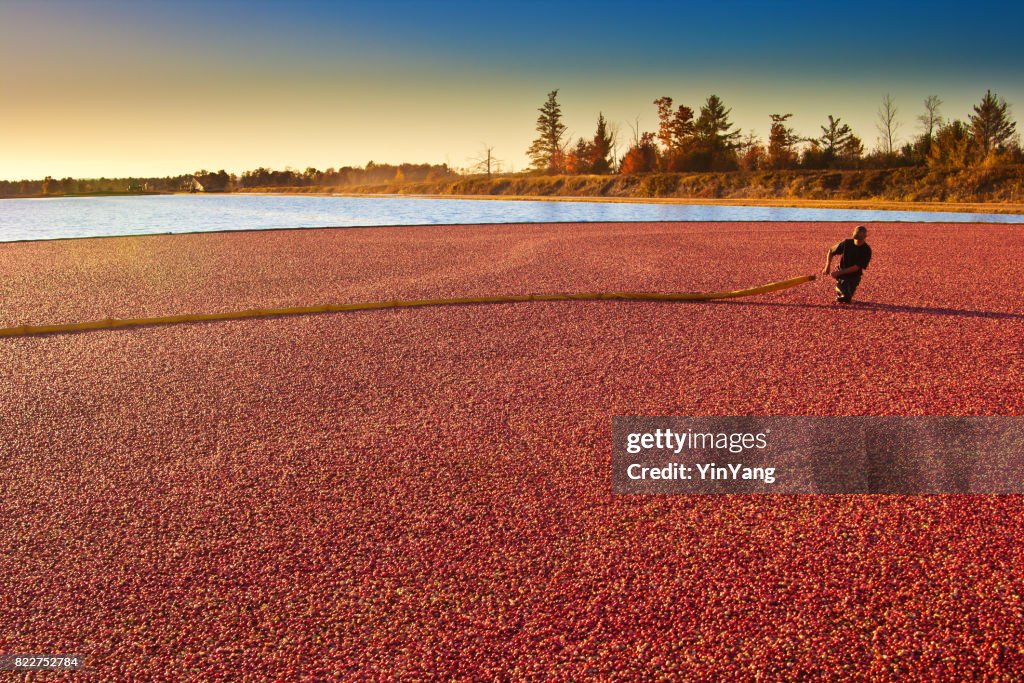 Farm Worker in Cranberry Bog Harvesting the Marsh Field in Wisconsin, USA